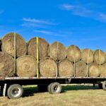 Coastal Bermuda Hay