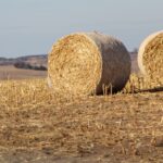 Corn Stalk Hay