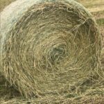 Wheat Hay