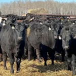 10 Wagyu Young Virgin Bulls