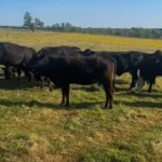 40 Angus, Black Baldy, Brangus - Cows