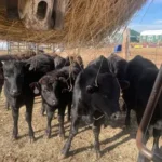 F1 Wagyu heifer crop