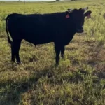 FB Wagyu Registered Bull