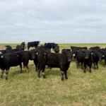 30 Angus - Open Replacement Heifers