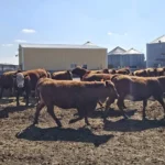 75 Purebred Red Angus, Red Baldy - Bred Heifers