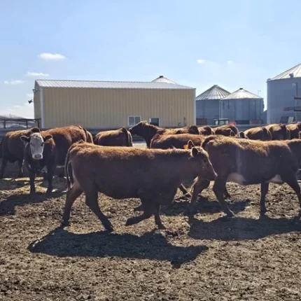 75 Purebred Red Angus, Red Baldy - Bred Heifers