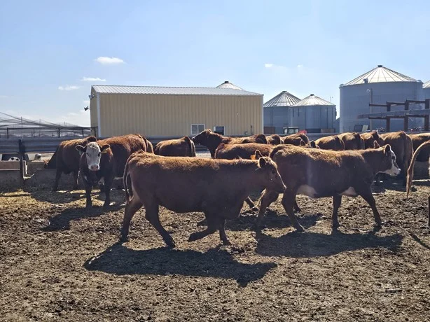 red angus 4
