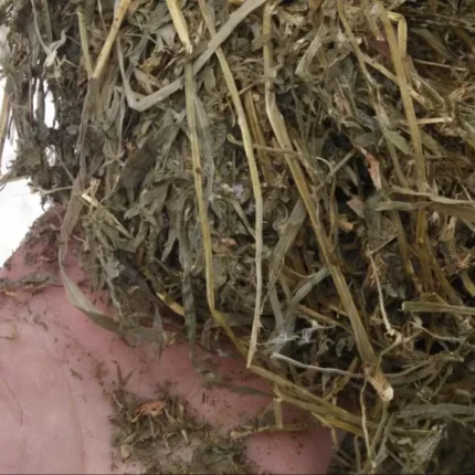 Alfalfa sweet hay