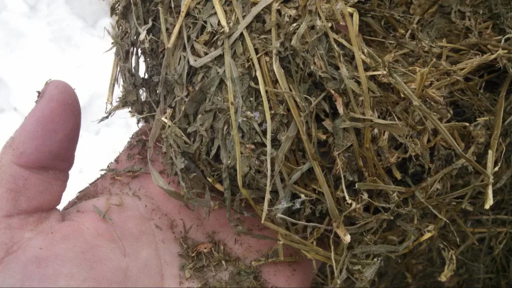 Alfalfa Sweet Hay1 Alfalfa sweet hay