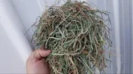 Orchard Grass Mixed Hay