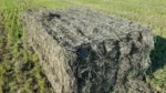 Orchard Grass Mixed Hay - Image 5