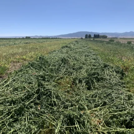 Premium Western Alfalfa