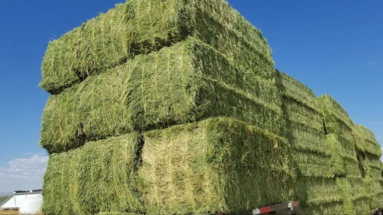 hay for cattle