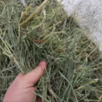 Premium Western Orchard Alfalfa