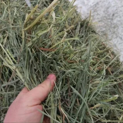 Premium Western Orchard Alfalfa