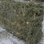 Premium Western Orchard Alfalfa