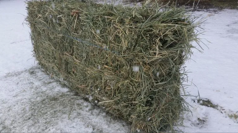 Premium Western Orchard Alfalfa