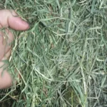 Premium Western Orchard Alfalfa