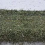 Premium Western Orchard Alfalfa