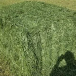 triticale