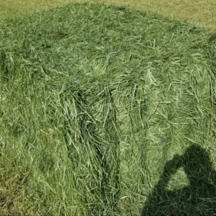 triticale