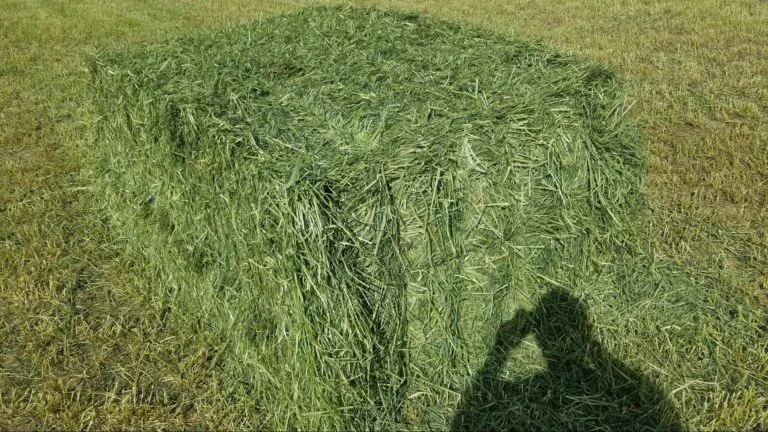 Triticale triticale