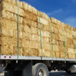 bright straw hay