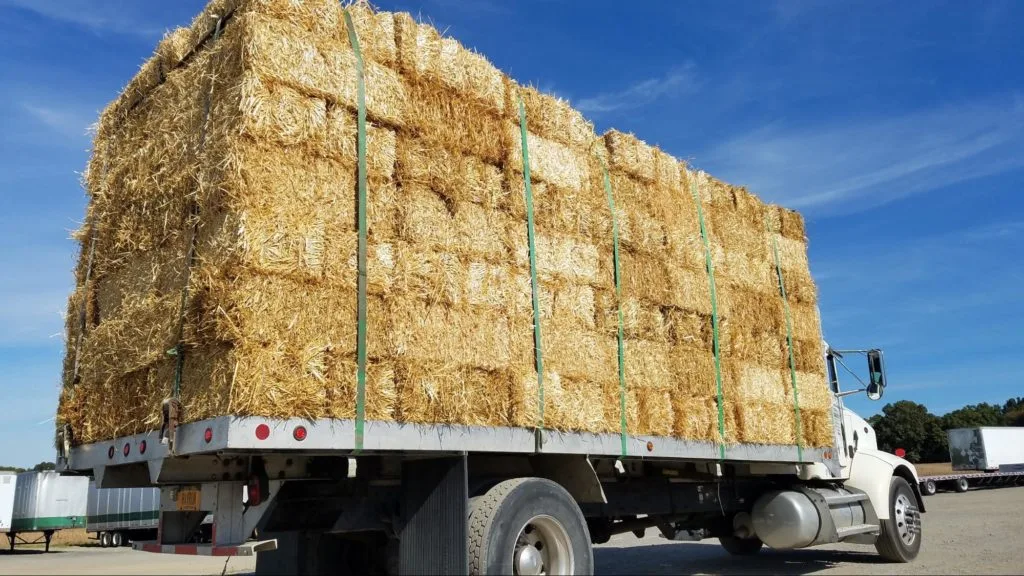 bright-straw bright straw hay