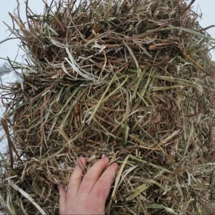 Clover Hay