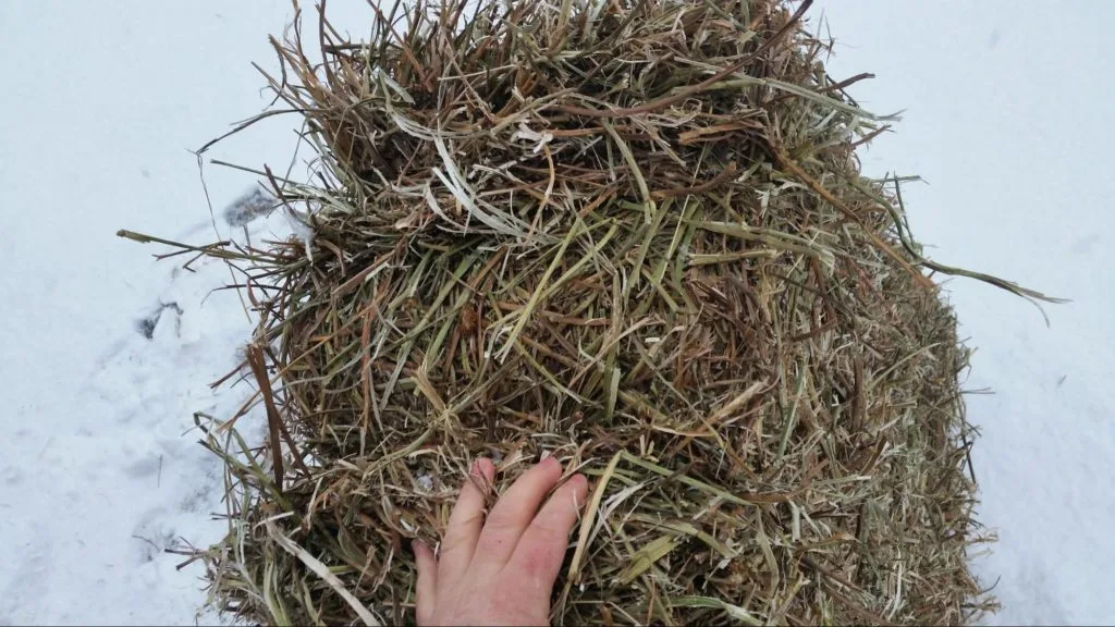 image01-35-1024x576 Clover Hay