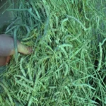 western timothy