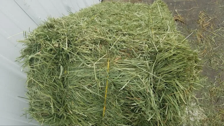 Timothy hay